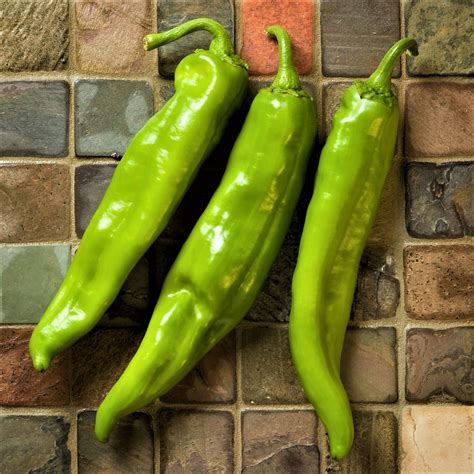 hatch new mexico green chile seeds|big jim chilli seeds.